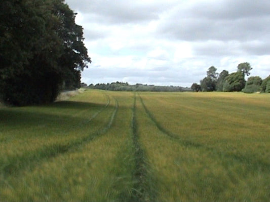 ACORNS, from the Greek Goddess Cybele to John Lennon & Yoko Ono and in-between